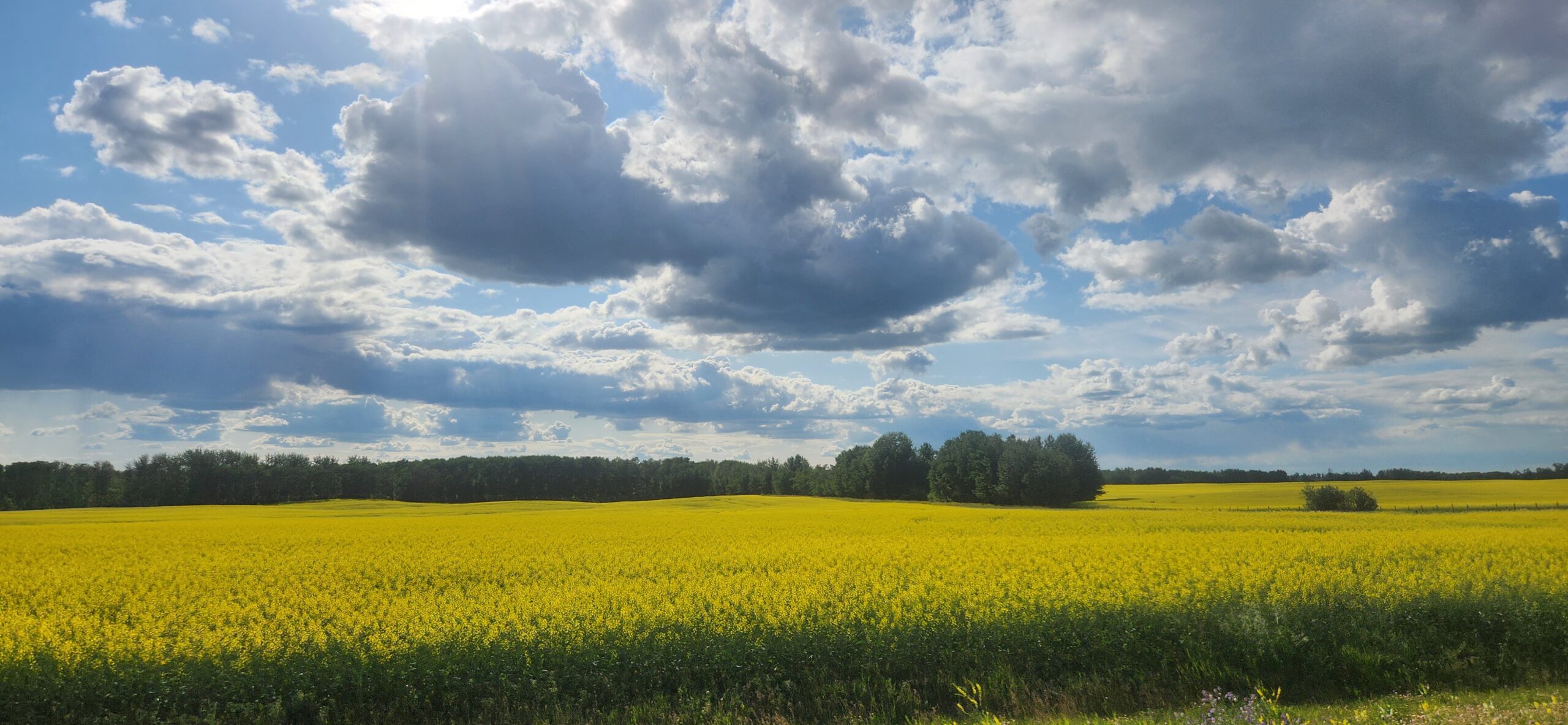 Natasha Westerhoud Landscape 4